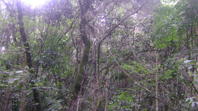 Arquivo:DSC00969.jpg