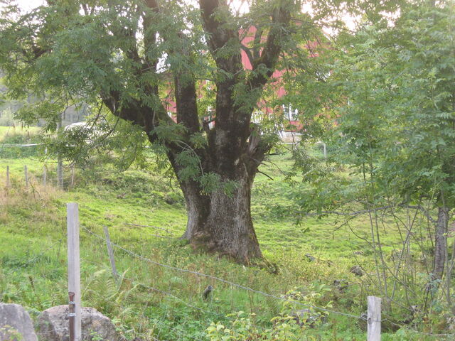 File:EuropeanAsh.jpg