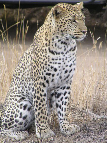File:LeopardAfrica.jpg