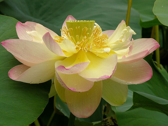 File:Lotus.jpg