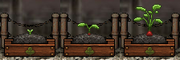 Radish Gardening
