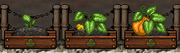 Pumpkin Gardening
