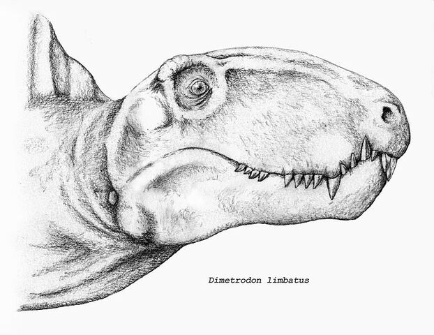 File:Dimetrodon limbatus.jpg
