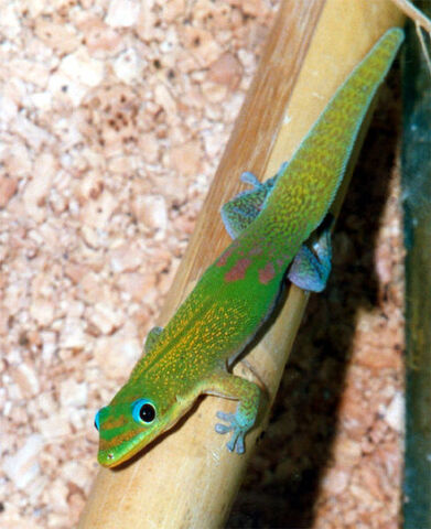 File:488px-Phelsuma l laticauda.jpg
