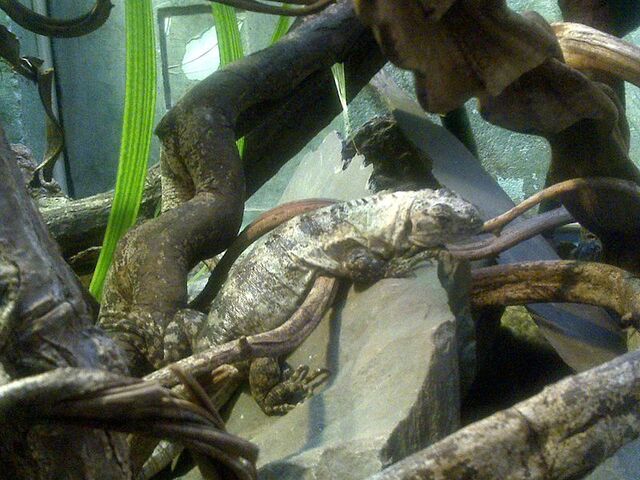 File:800px-Ctenosaura bakeri 02.jpg