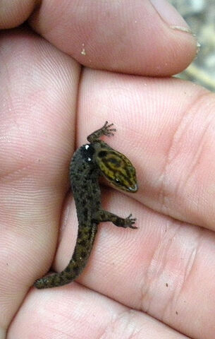 File:Sphaerodactylus macrolepis.jpg