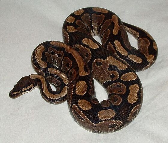 File:Ball python.jpg