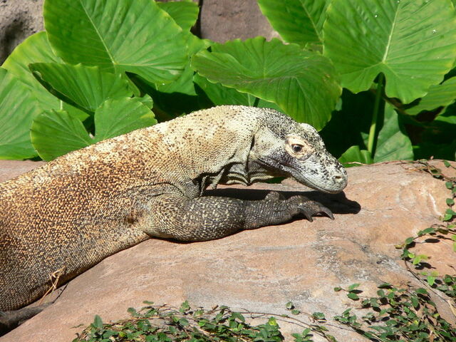 File:Komodo dragon 3.jpg