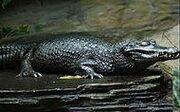 300px-Reptiles