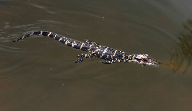 File:800px-Alligator mississippiensis baby.jpg