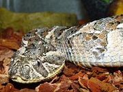 Adder