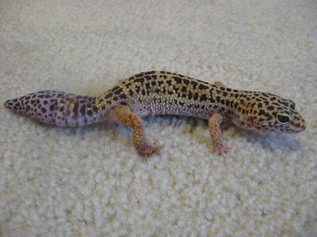 File:800px-No tail.jpg