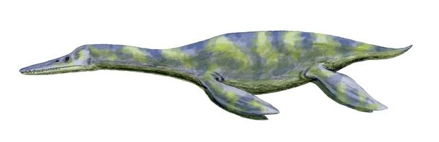 File:Dolichorhynchops.jpg