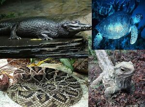 Reptile