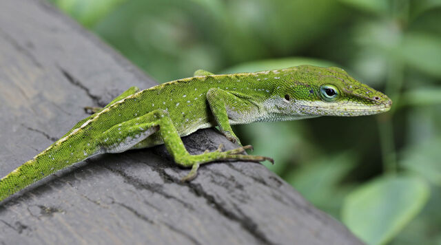File:Anole Lizard.jpg