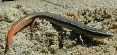 Peninsula Mole Skink