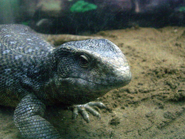 File:SavannahMonitor.jpg