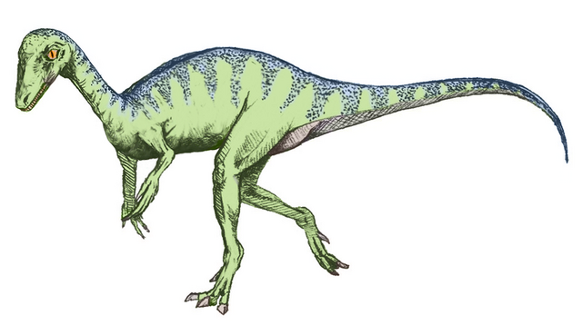 File:Eoraptor sketch.png
