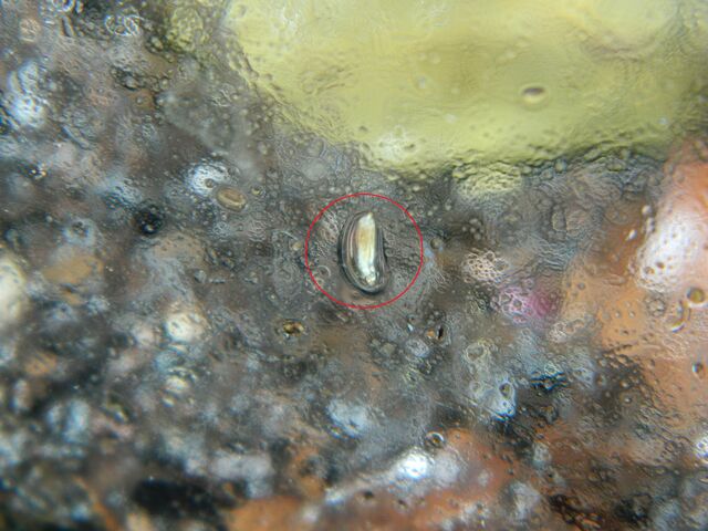 File:Nematode.jpg