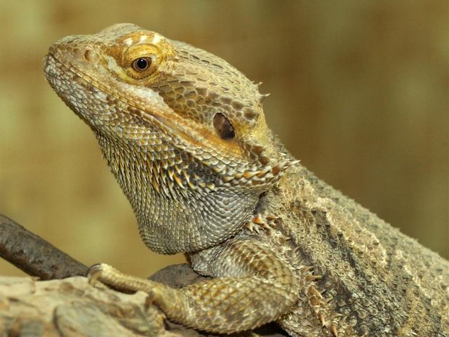 File:BeardedDragon.png