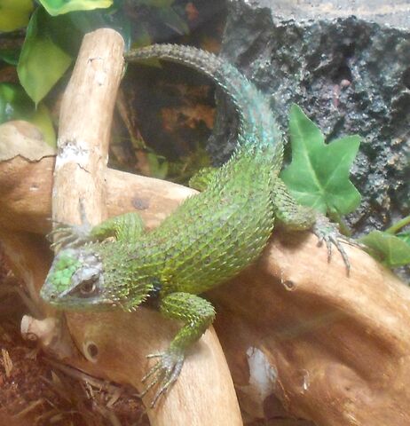 File:Emerald swift.jpg