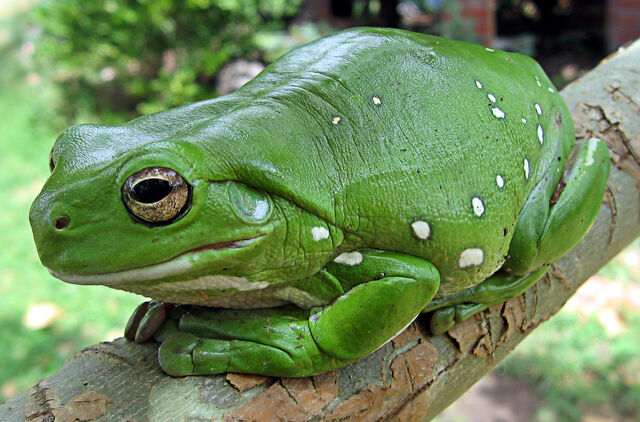 File:Caerulea3 crop.jpg