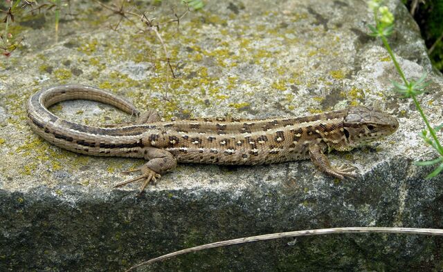 File:Lacerta agilis 2011-08-13.jpg