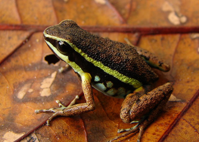 File:A. ingeri.png