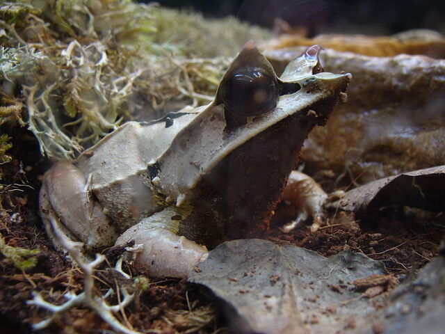 File:Megophrys Nasuta 01.jpg