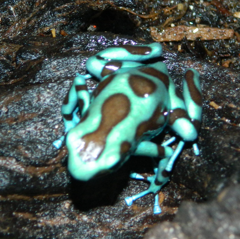 File:Male Auratus.png