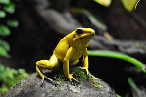 Proud terribilis
