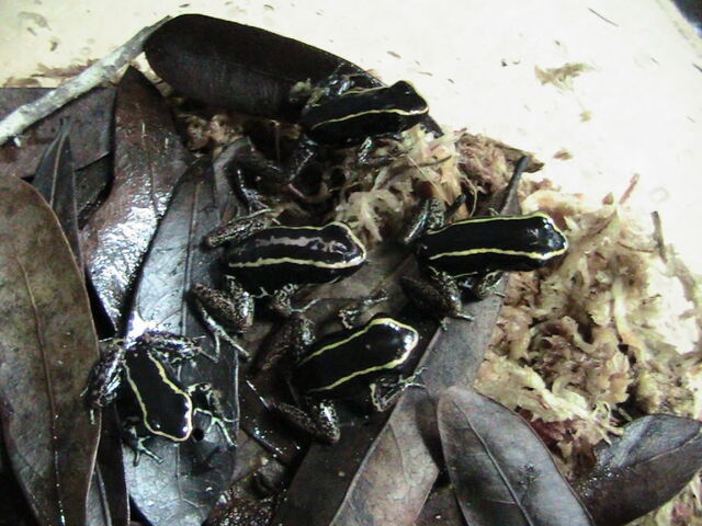 File:Phyllobates Lugubris 03.jpg