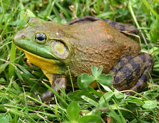File:American Bullfrog.jpg