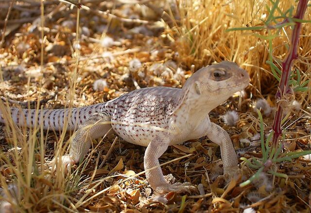 File:Desert Iguana.jpg