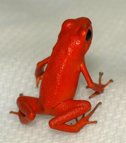 File:Strawberry poison dart frog.jpg