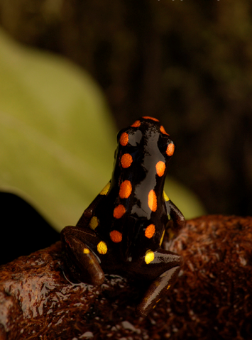 File:Adelphobates Captivus 07.png