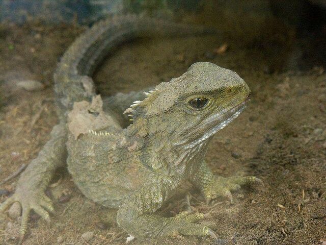 File:Tuatara.jpg