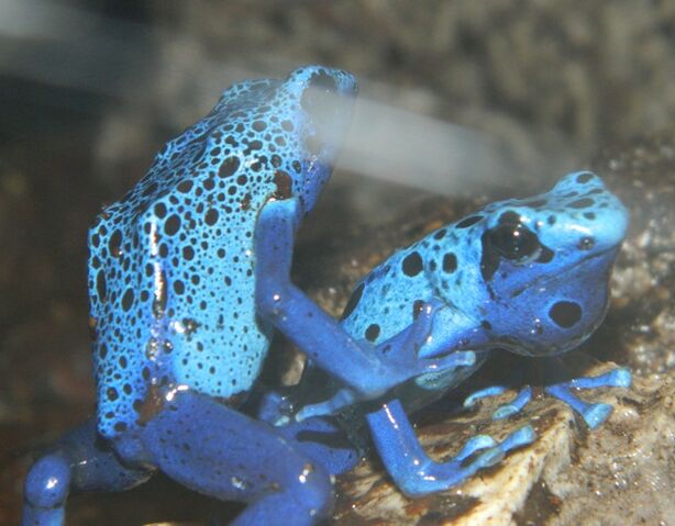 File:Azureus Courting 06.jpg