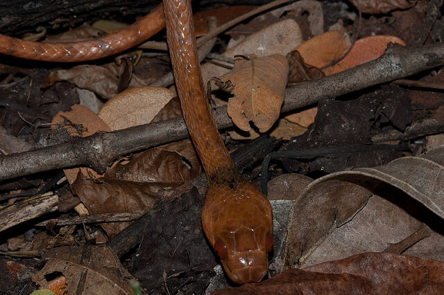 File:Stenophis variablis.jpg