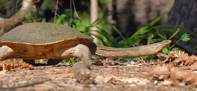 File:800px-Chelodina expansa.jpg