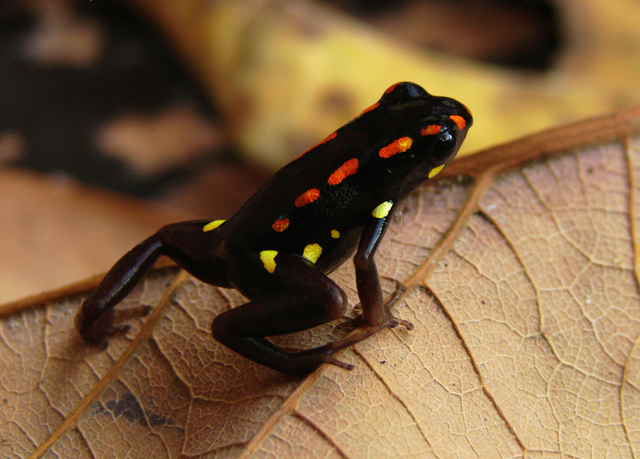 File:Adelphobates Captivus 03.png