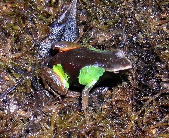 File:Pulchra02.jpg