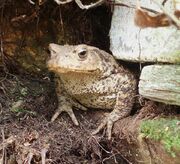 Bufo bufo 03