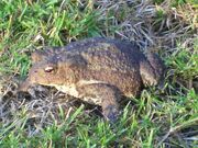 Bufo bufo 05