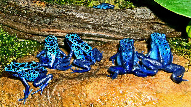 File:Azureus group.jpg