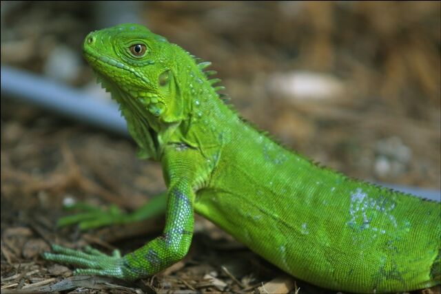 File:Iguana.jpg