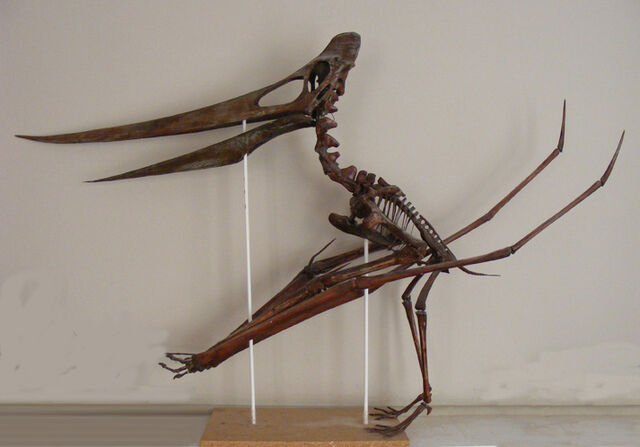 File:Pteranodon-Triebold-72.jpg