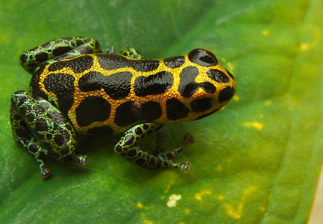 File:R. Imitator Tarapoto.png