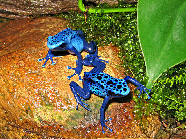 File:2Azureus.jpg