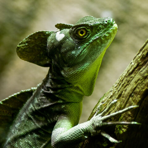 File:Basilisk.jpg